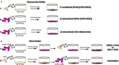 Mycobacterium tuberculosis and Paracoccidioides brasiliensis Formation and Treatment of Mixed Biofilm In Vitro